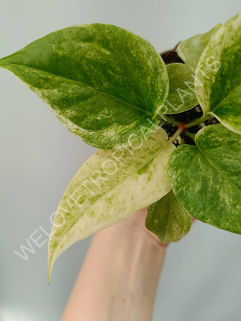 Anthurium hybrid variegata