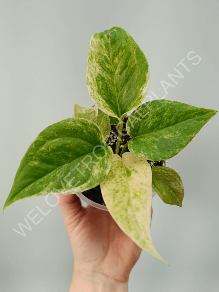 Anthurium hybrid variegata