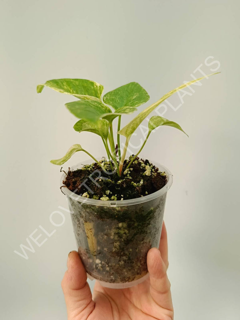 Anthurium hybrid variegata