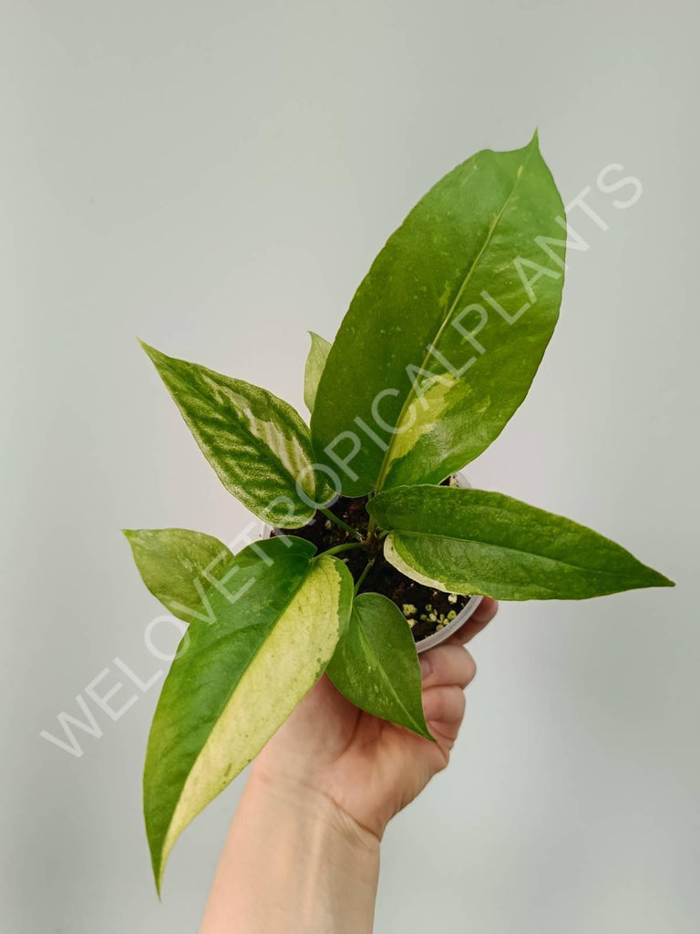 Anthurium hybrid variegata