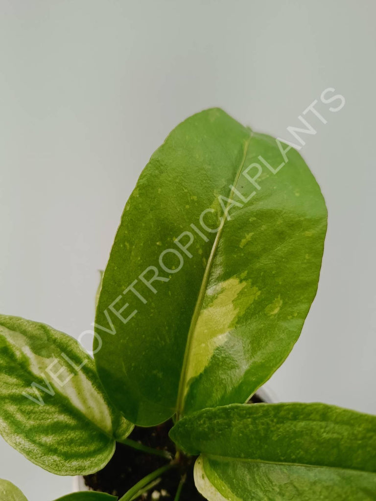 Anthurium hybrid variegata