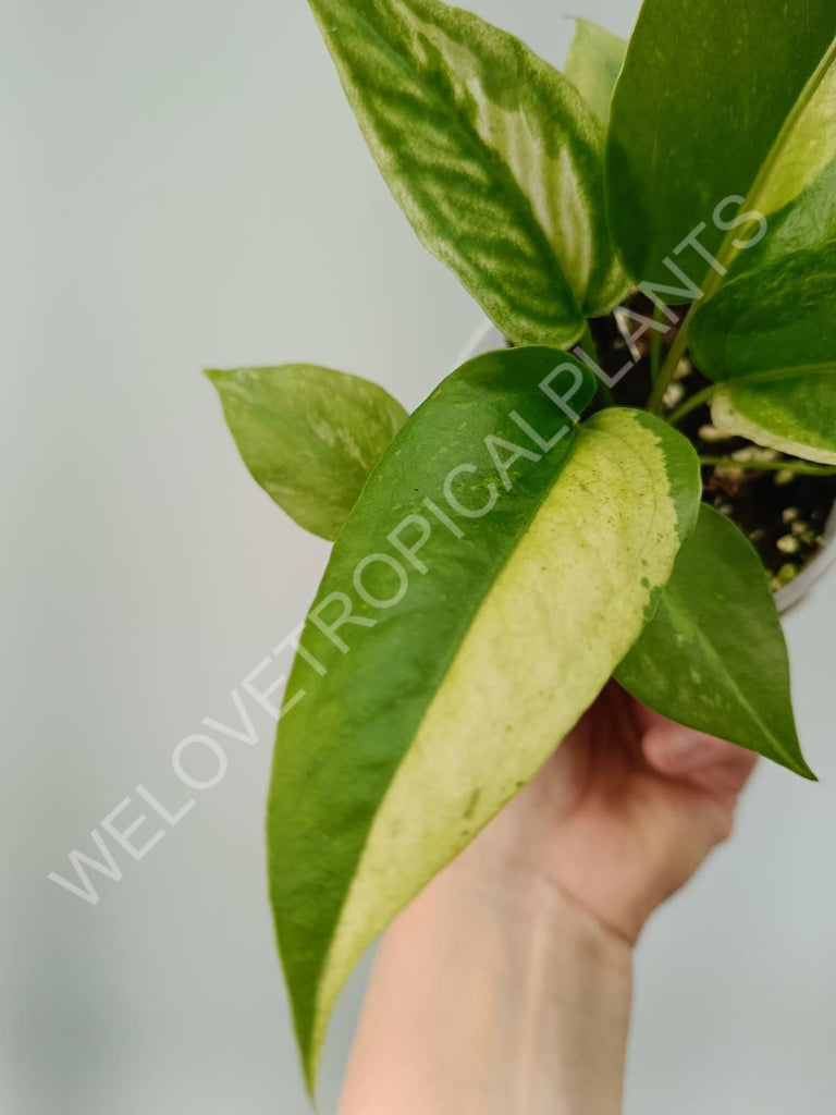 Anthurium hybrid variegata