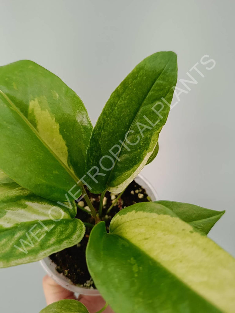 Anthurium hybrid variegata