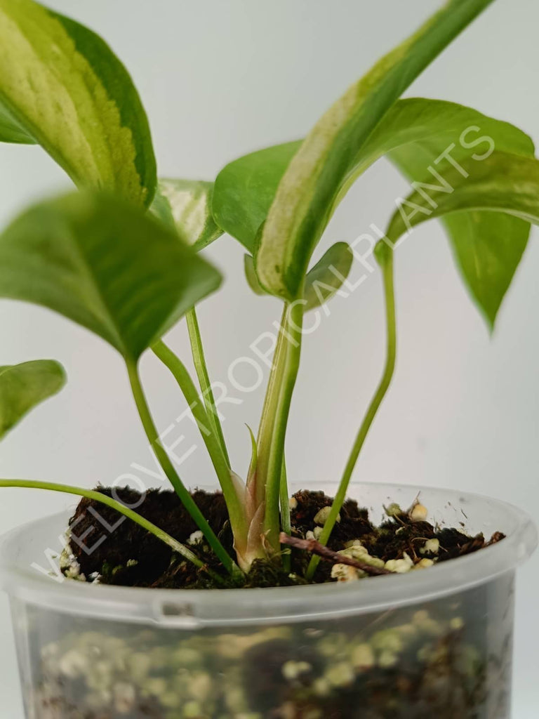 Anthurium hybrid variegata