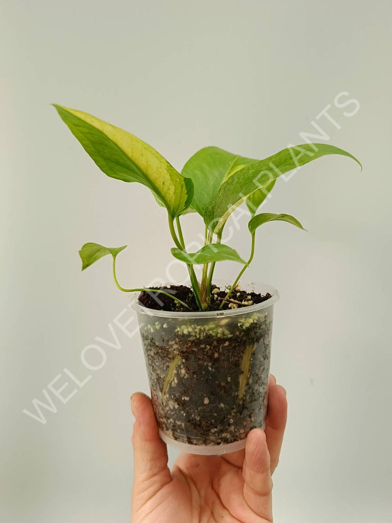 Anthurium hybrid variegata