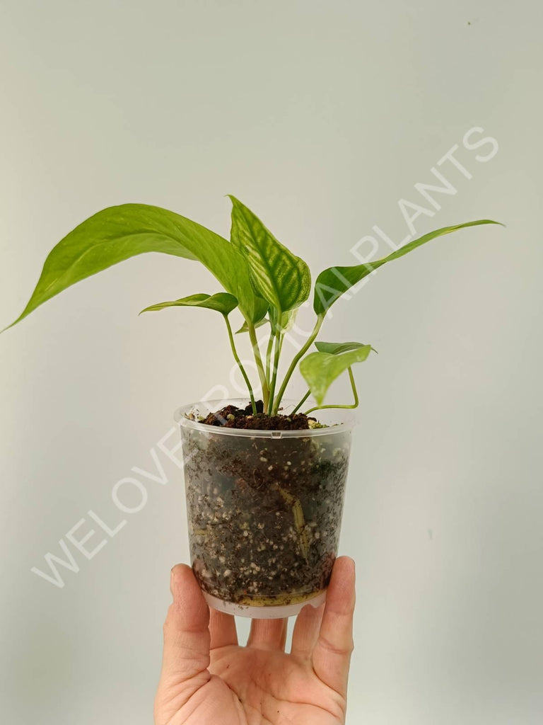 Anthurium hybrid variegata