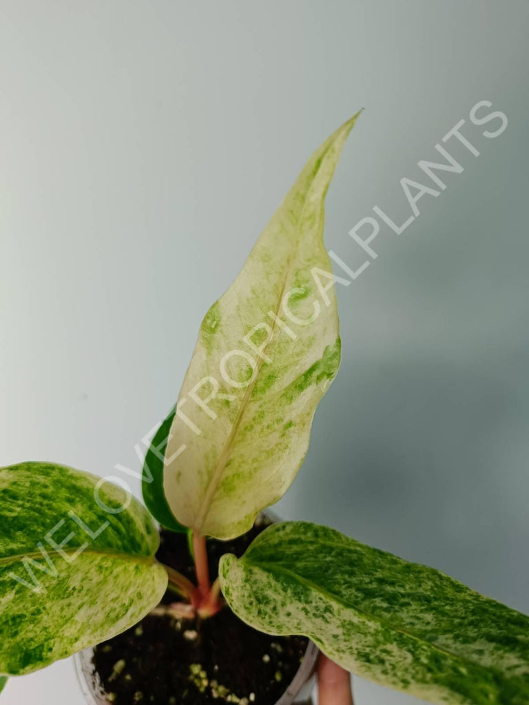 Anthurium hybrid variegata