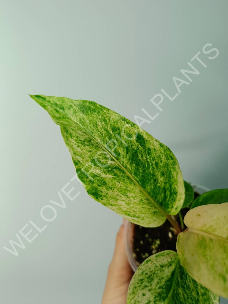 Anthurium hybrid variegata