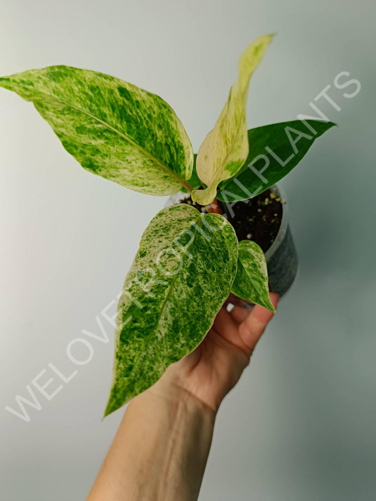 Anthurium hybrid variegata