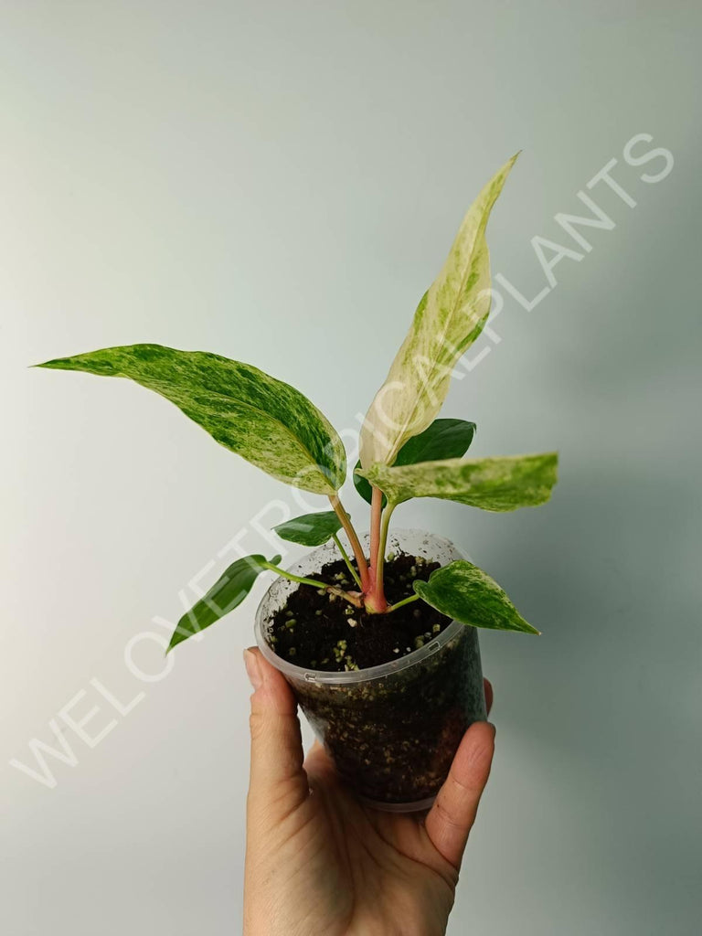 Anthurium hybrid variegata