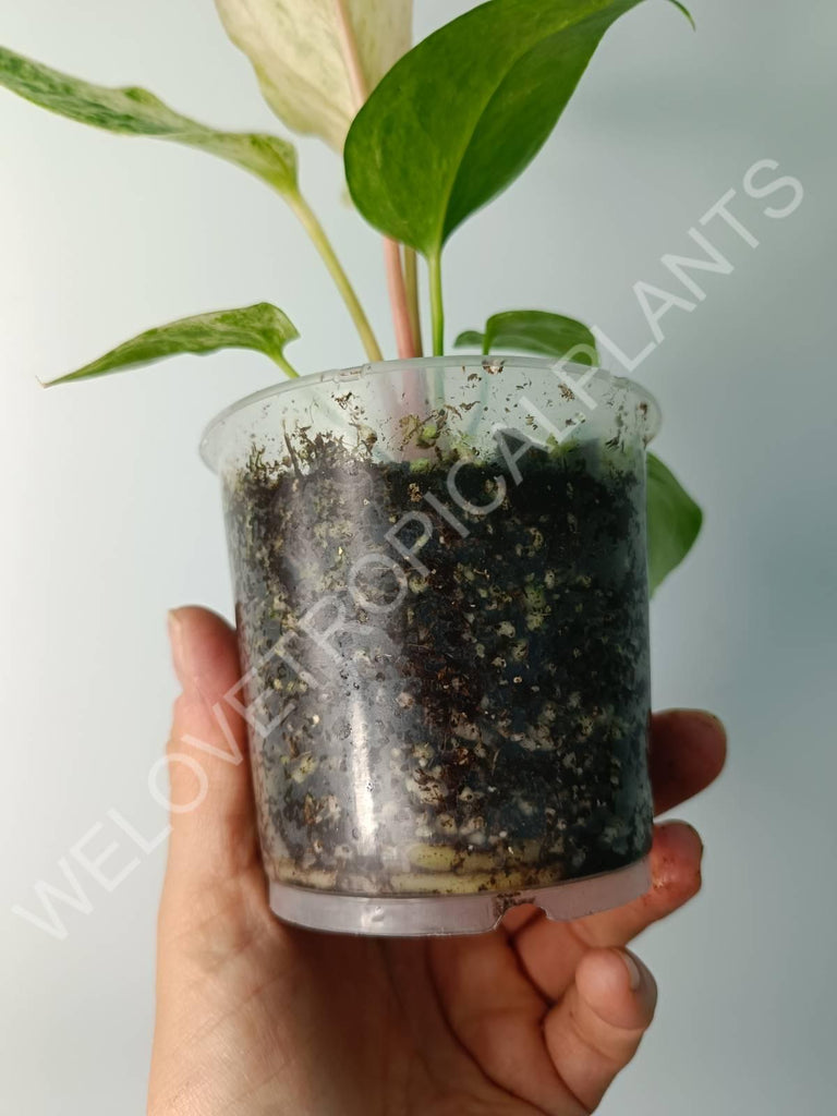 Anthurium hybrid variegata