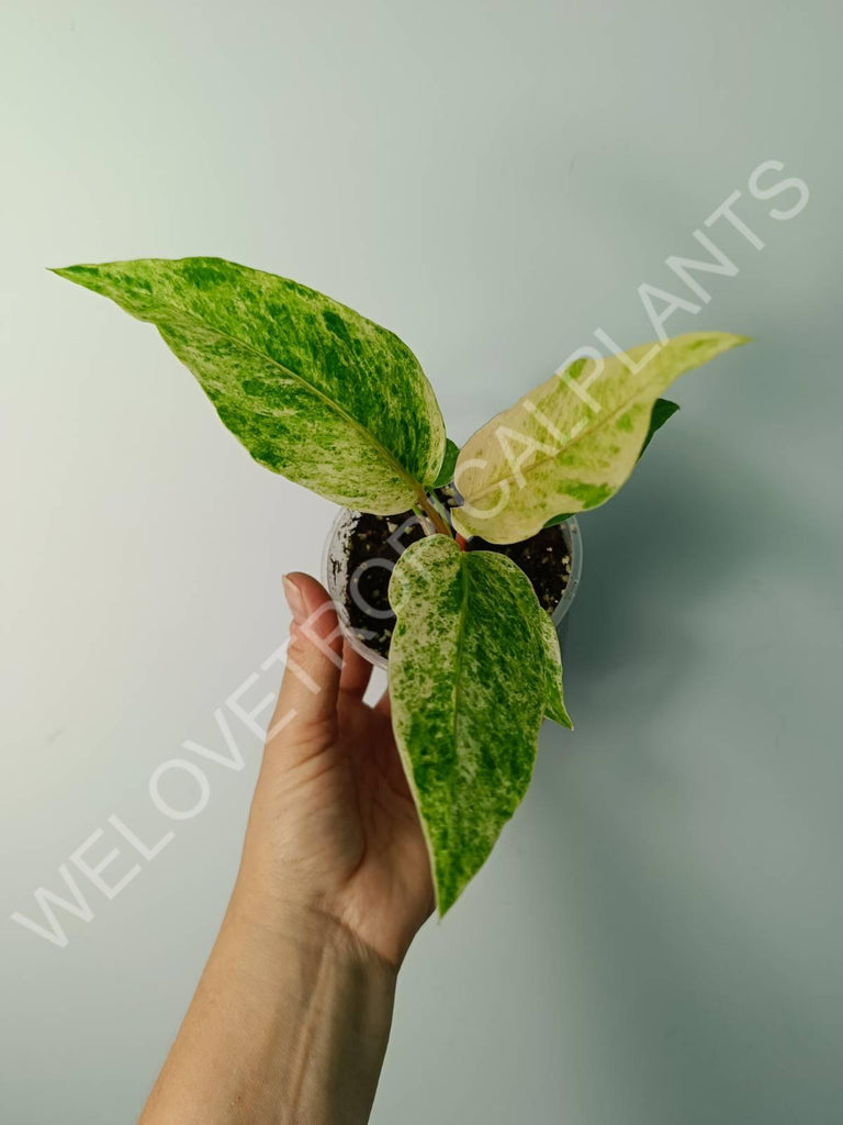 Anthurium hybrid variegata