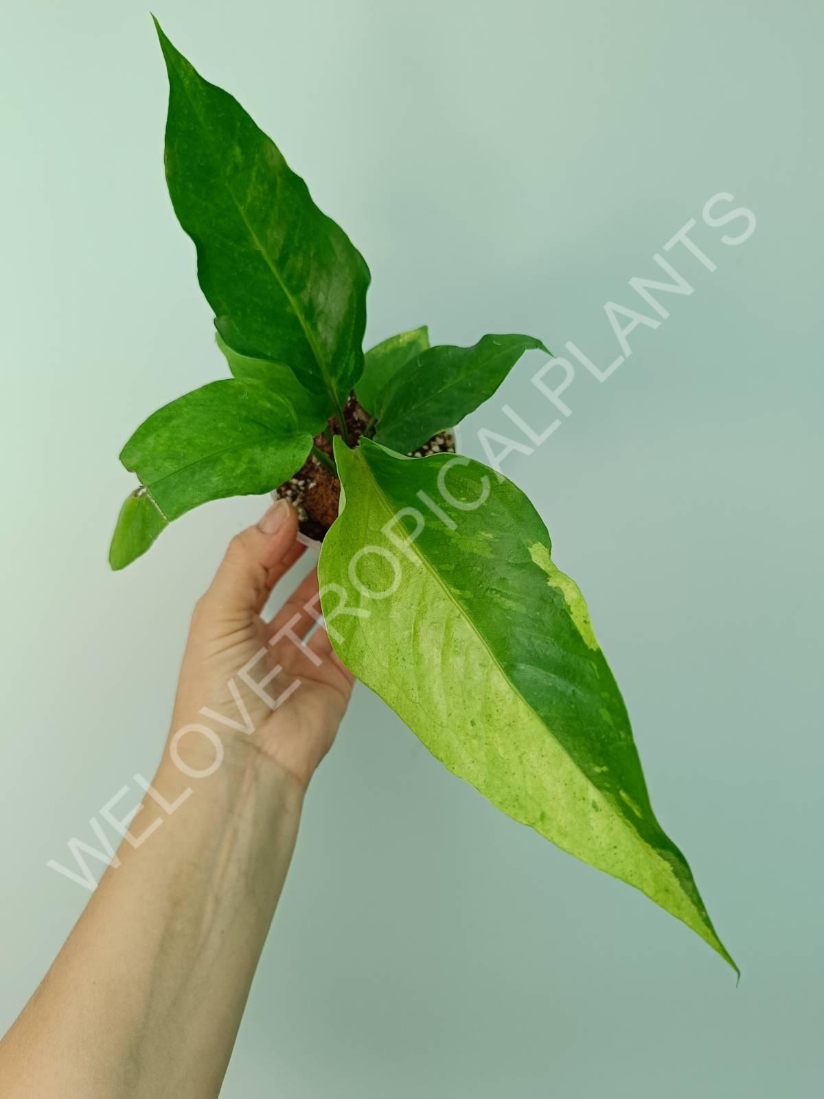 Anthurium hybrid variegata