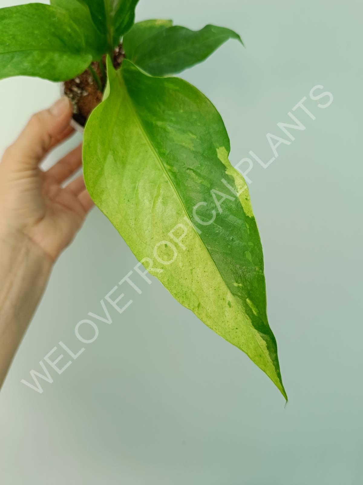 Anthurium hybrid variegata