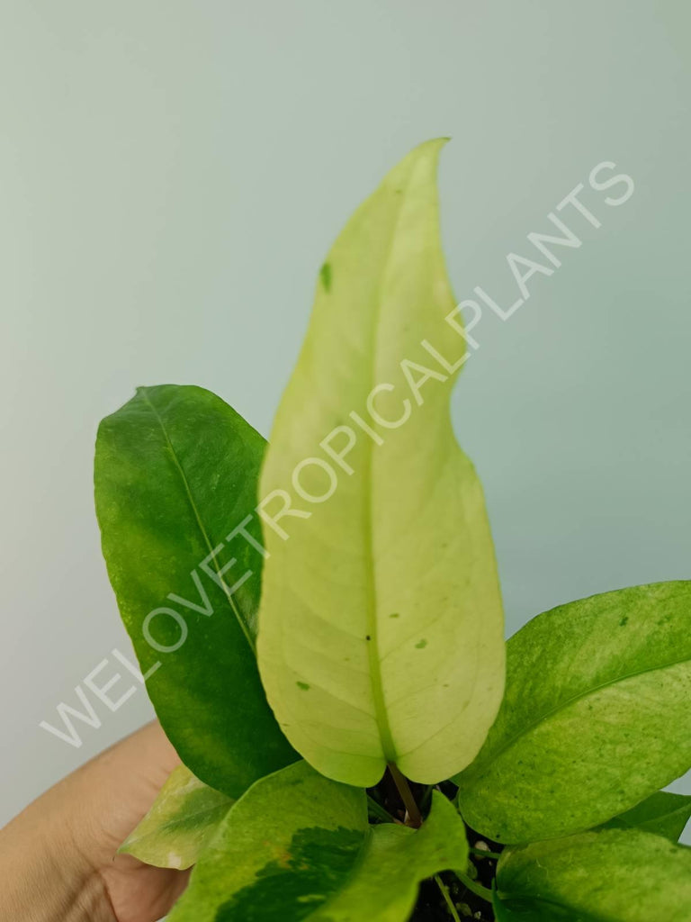 Anthurium hybrid variegata