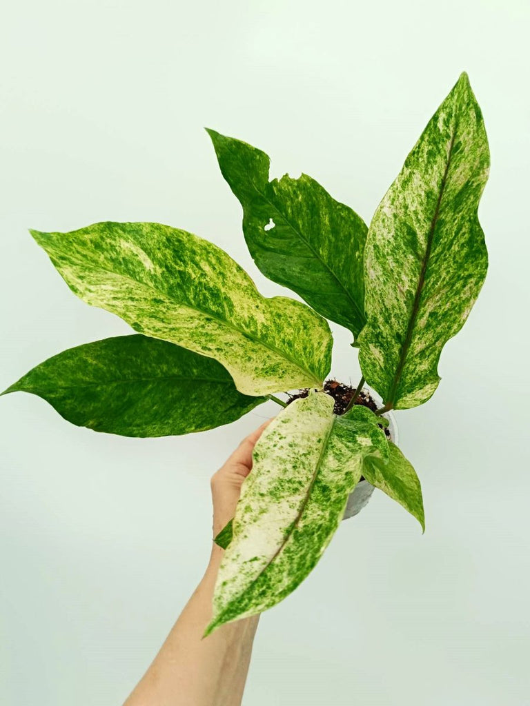 Anthurium hybrid variegata