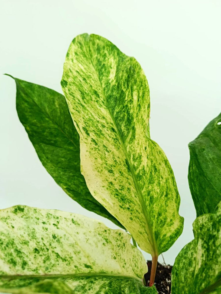 Anthurium hybrid variegata