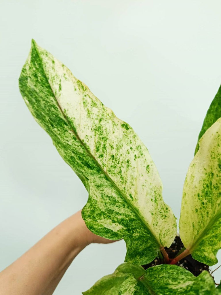Anthurium hybrid variegata