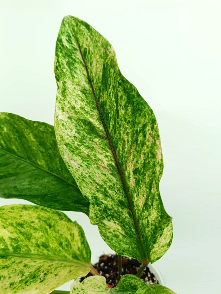 Anthurium hybrid variegata