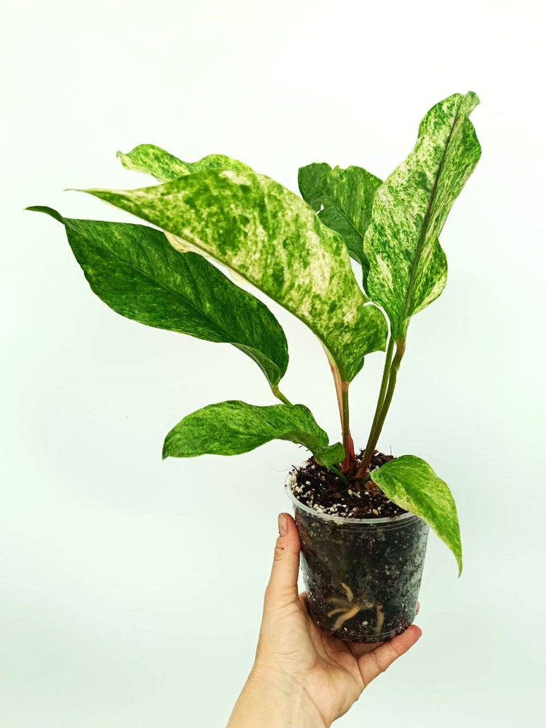 Anthurium hybrid variegata