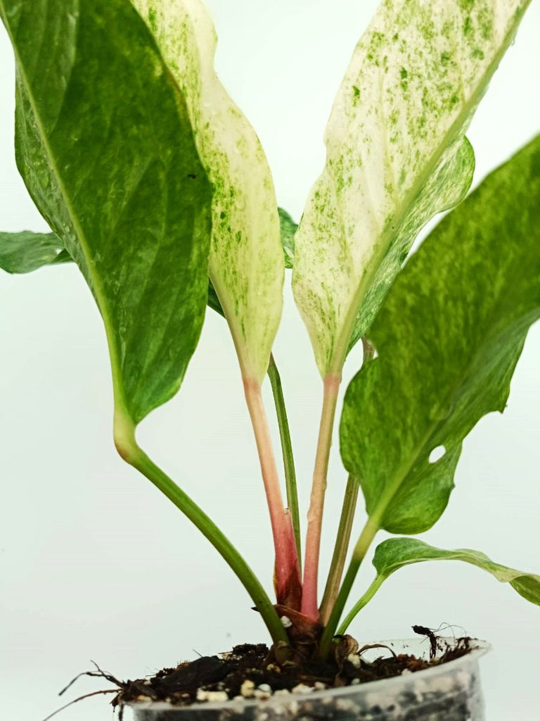 Anthurium hybrid variegata