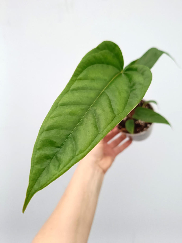 Anthurium insigne