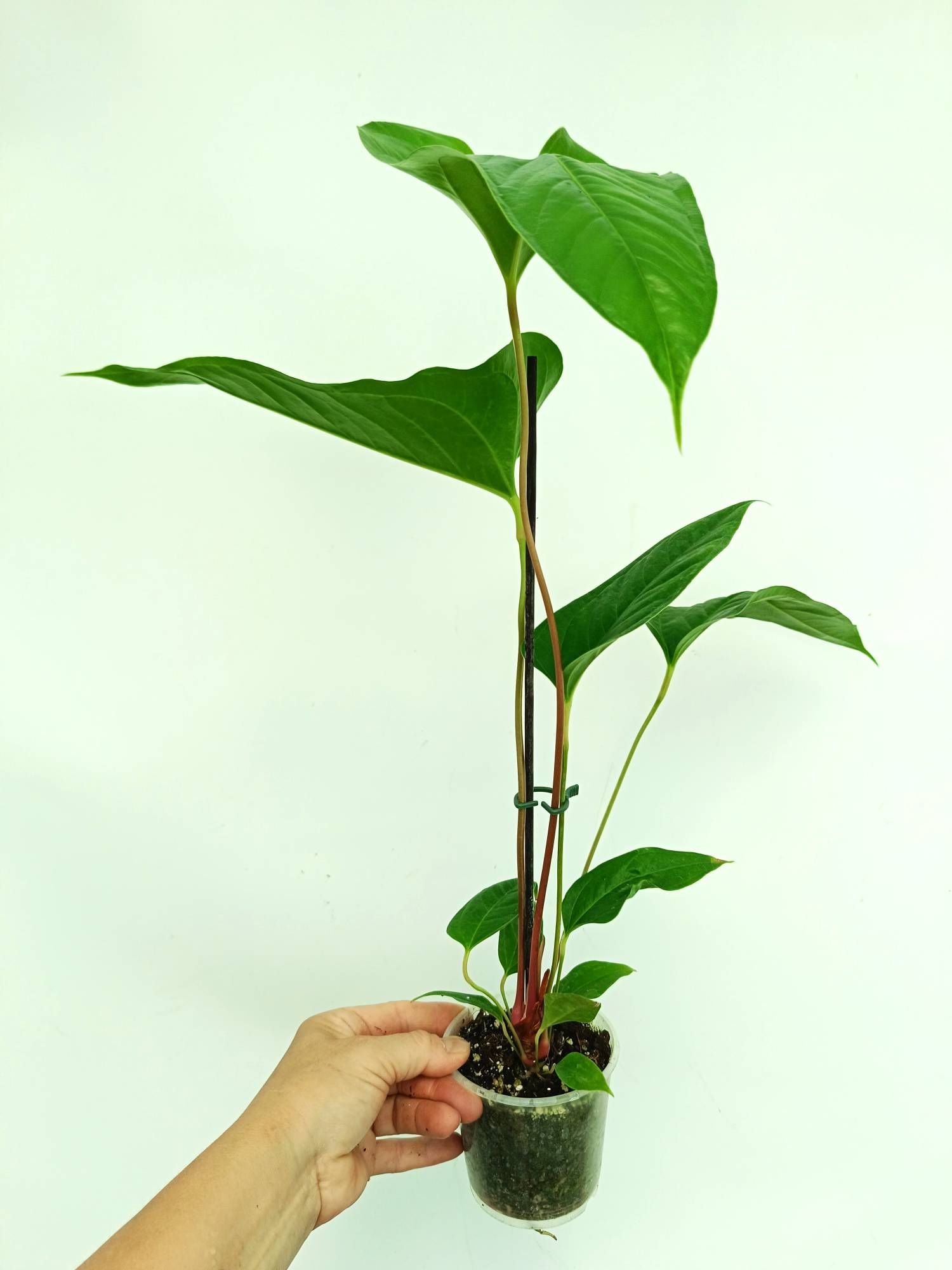 anthurium insigne gigante Anthurium Insigne