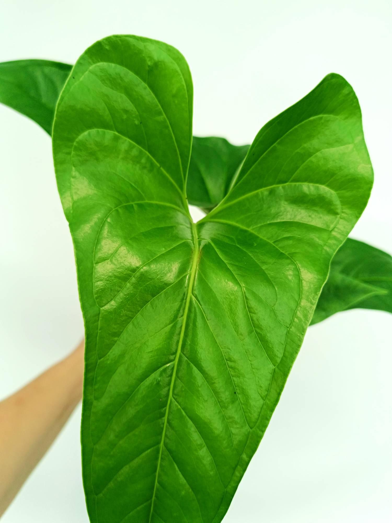 anthurium insigne var panguiensii Anthurium Insigne