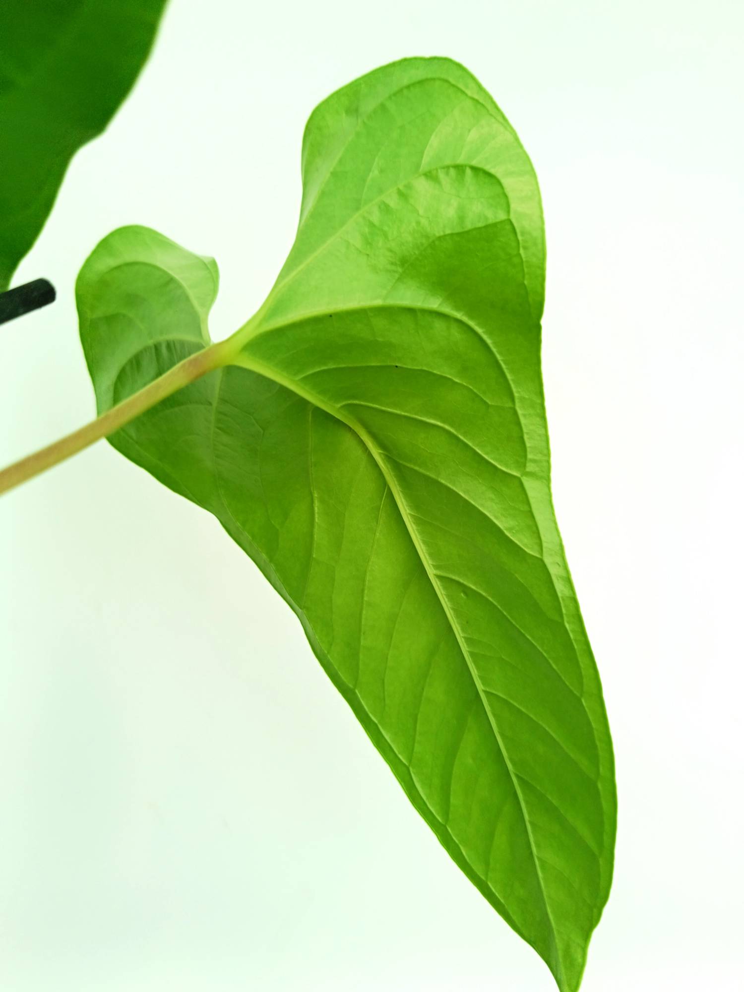 anthurium insigne el oso Anthurium Insigne