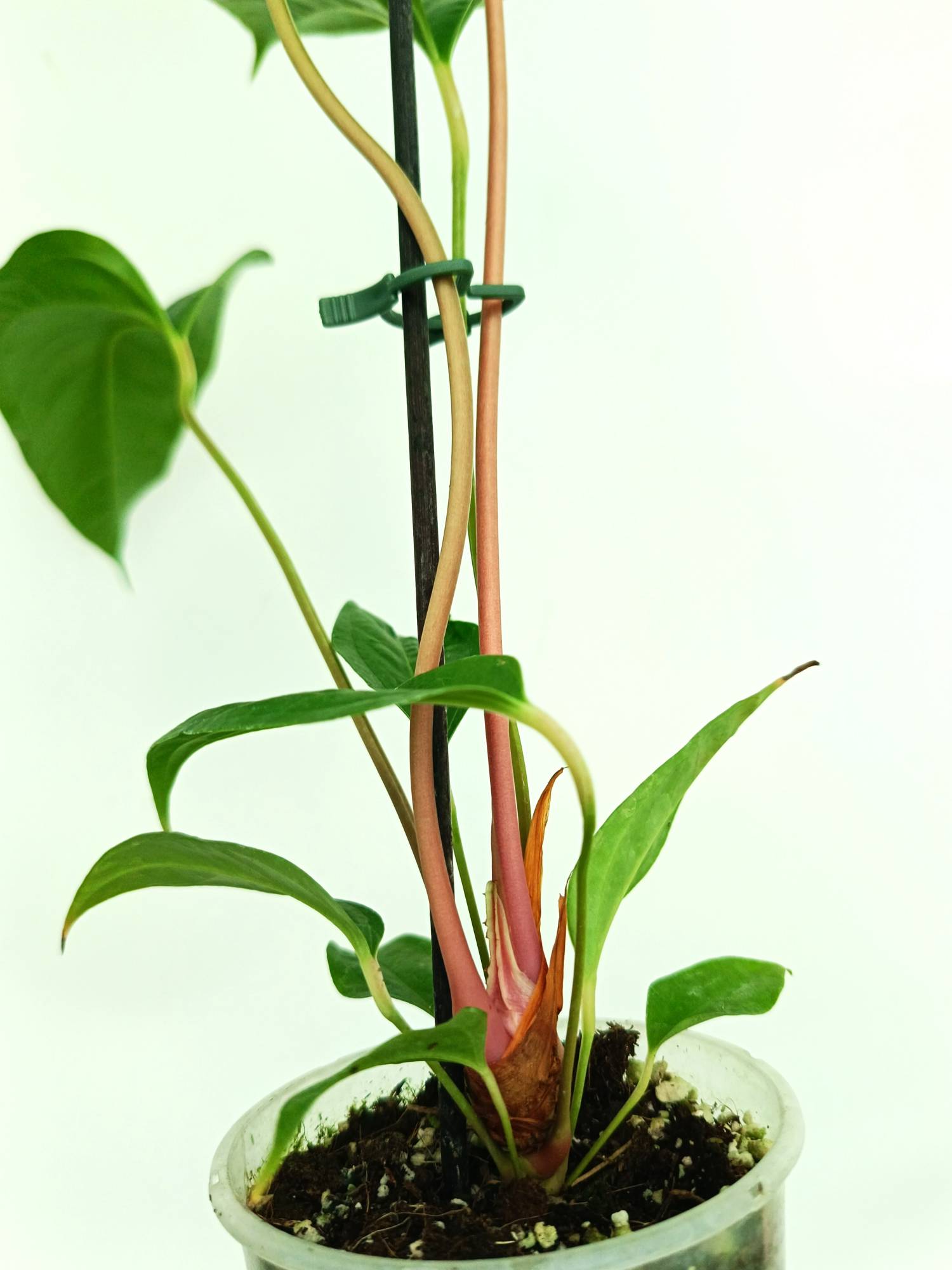 anthurium insigne el oso Anthurium Insigne