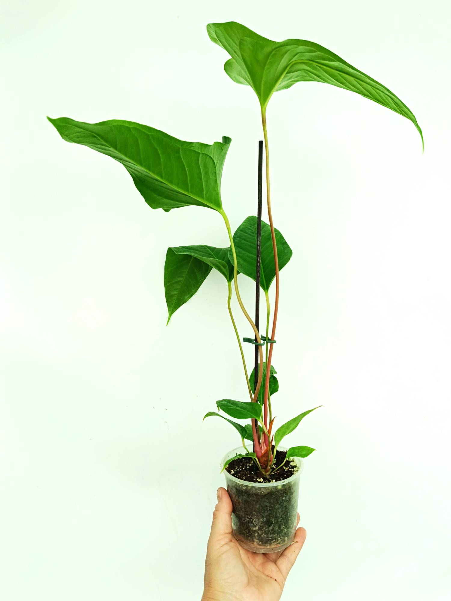 anthurium insigne 001 Anthurium Insigne