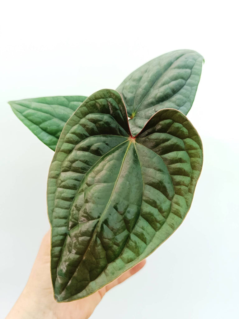 Anthurium luxurians