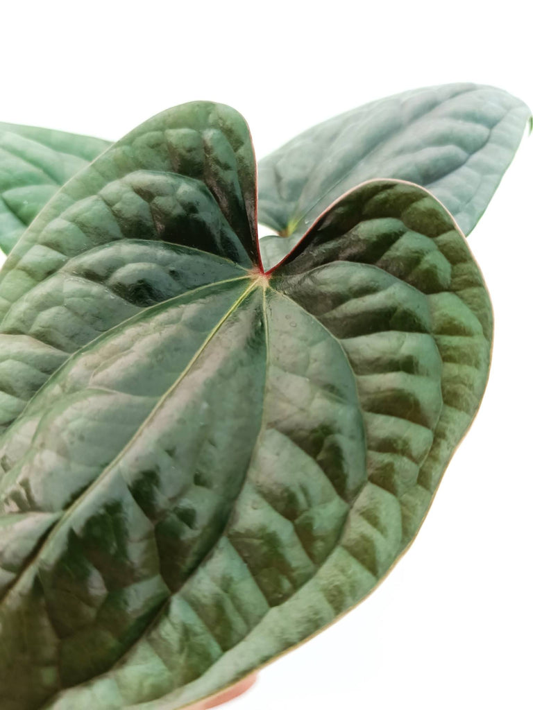 Anthurium luxurians