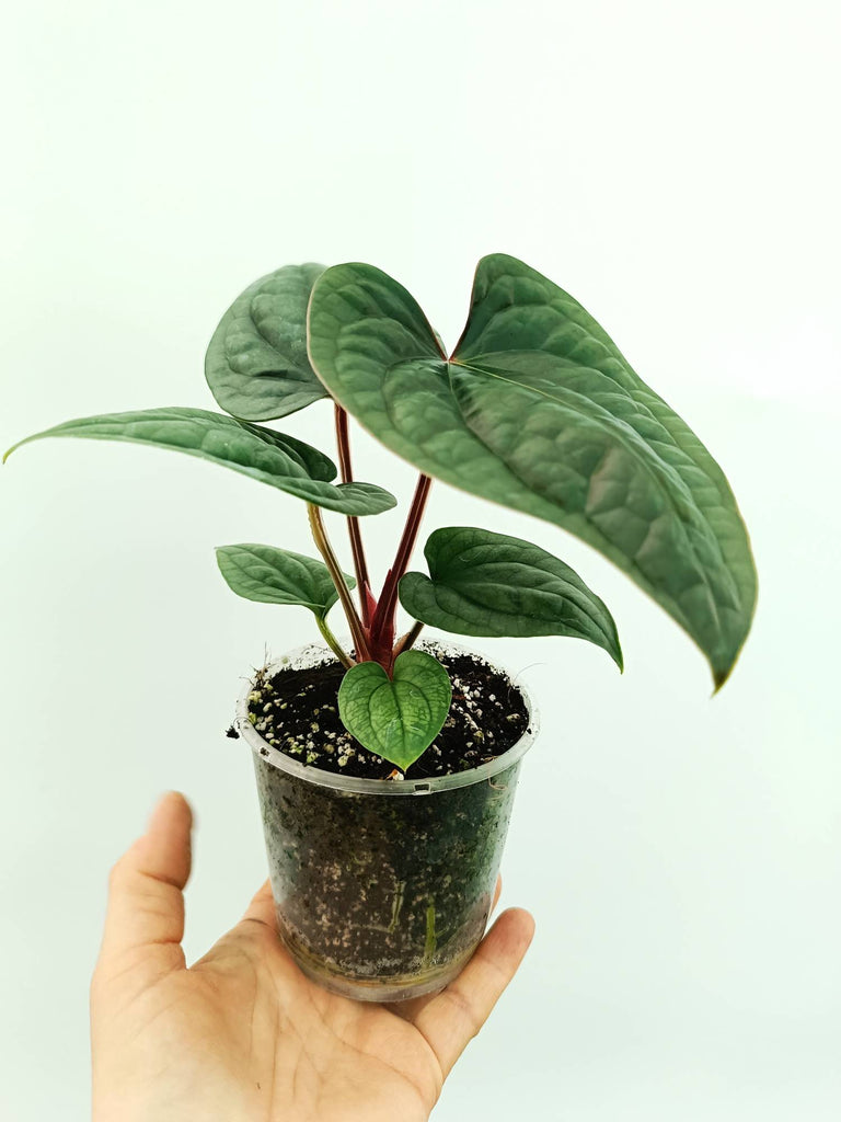 Anthurium luxurians