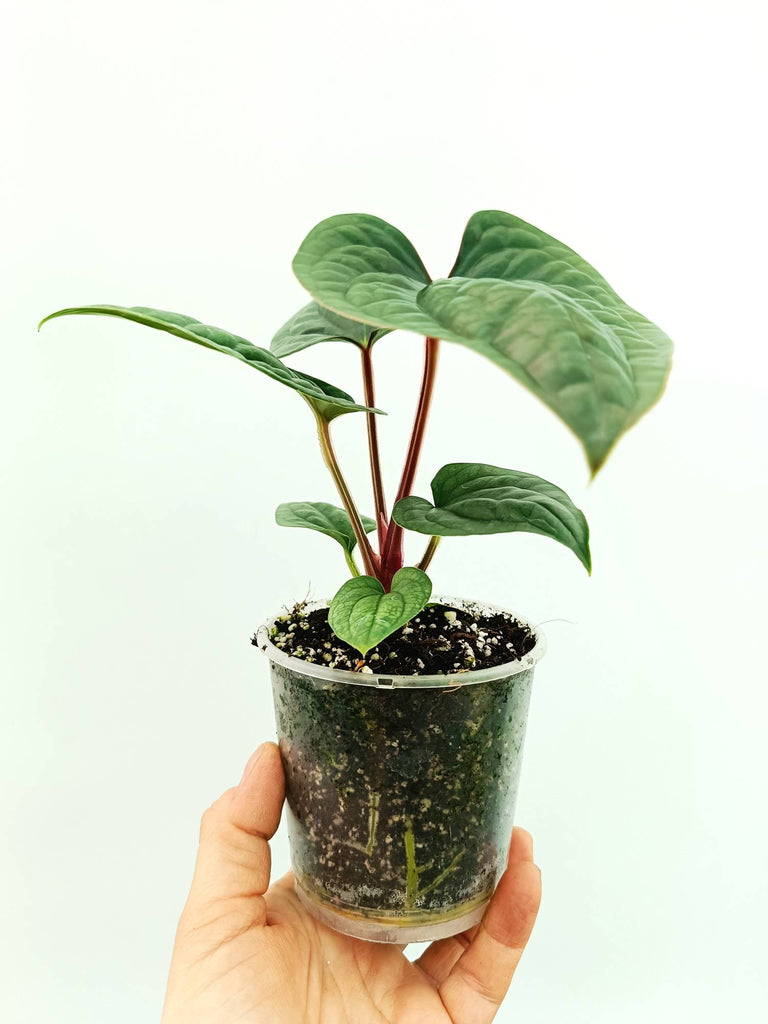 Anthurium luxurians