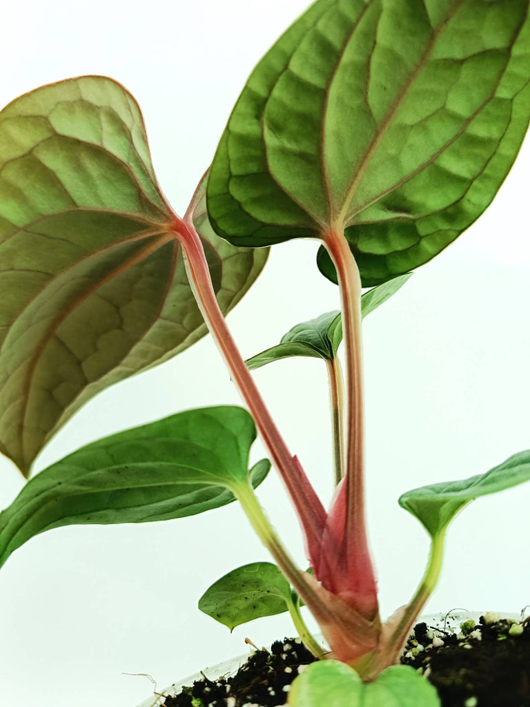 Anthurium luxurians