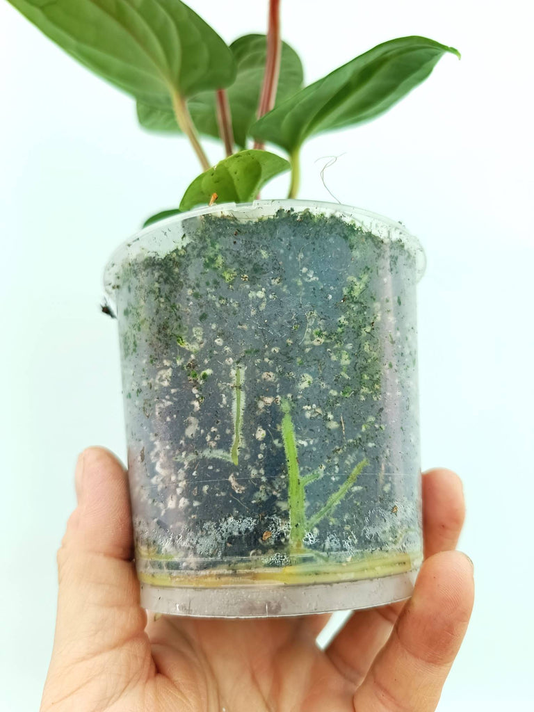 Anthurium luxurians