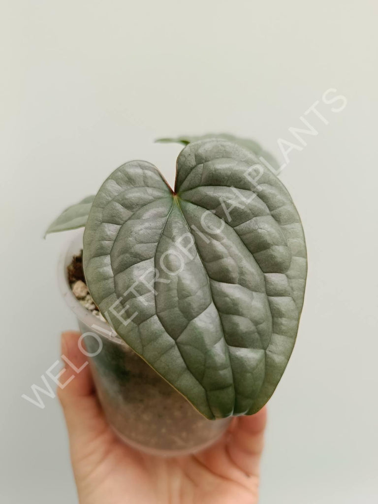 Anthurium luxurians