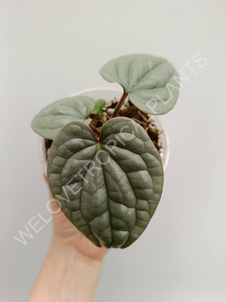 Anthurium luxurians