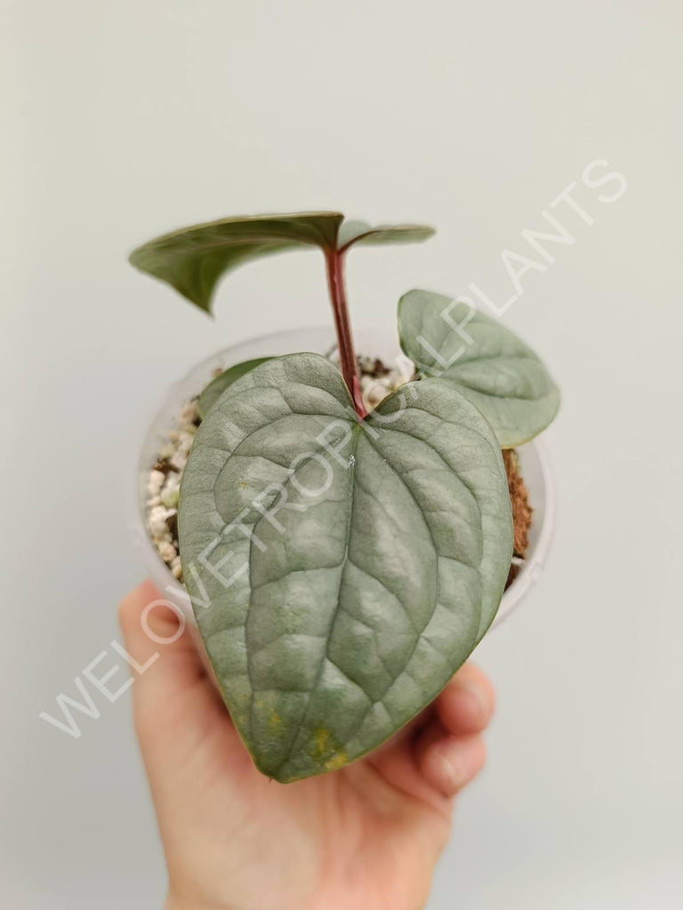 Anthurium luxurians