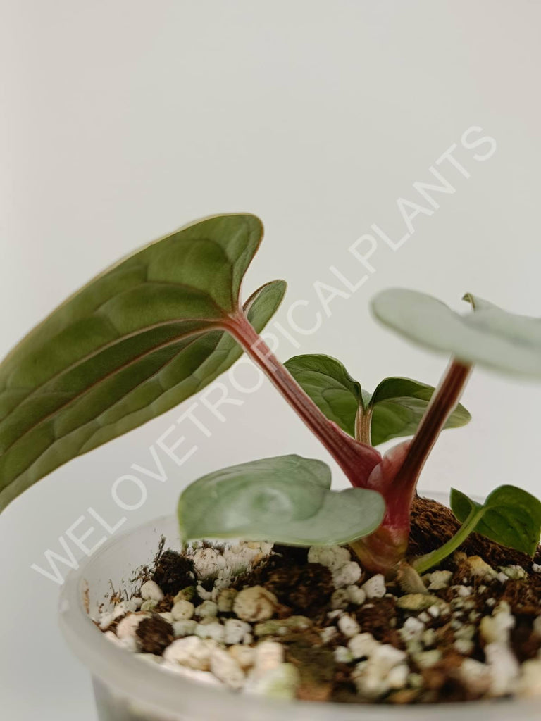 Anthurium luxurians