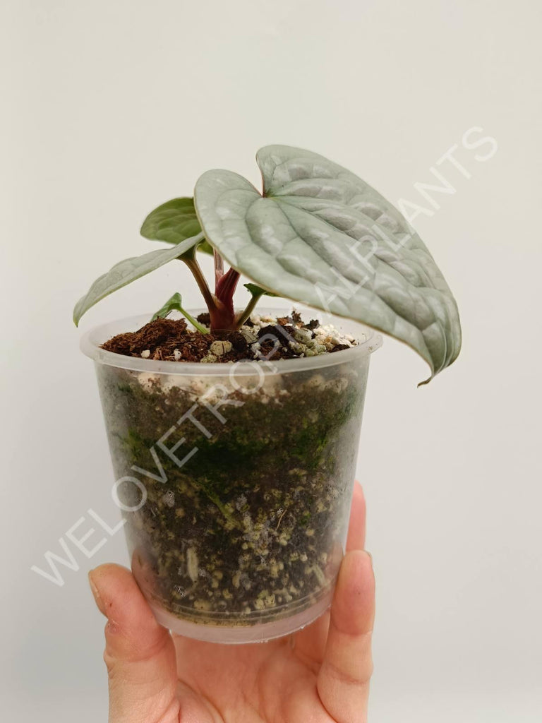 Anthurium luxurians