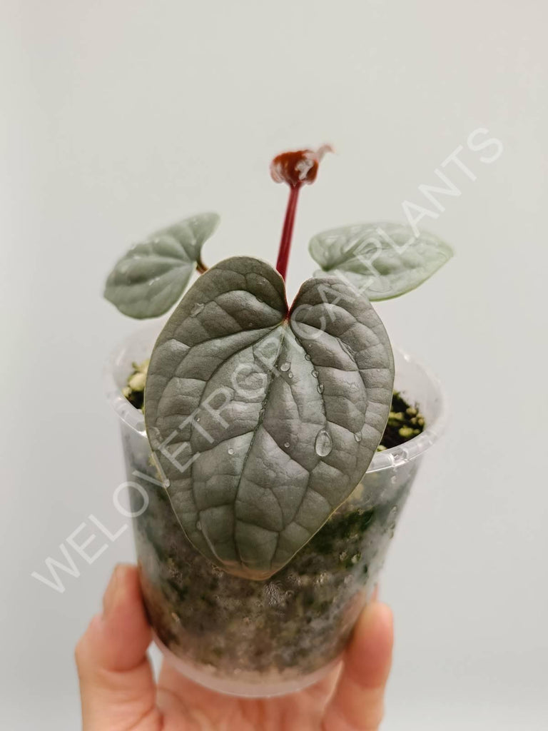 Anthurium luxurians