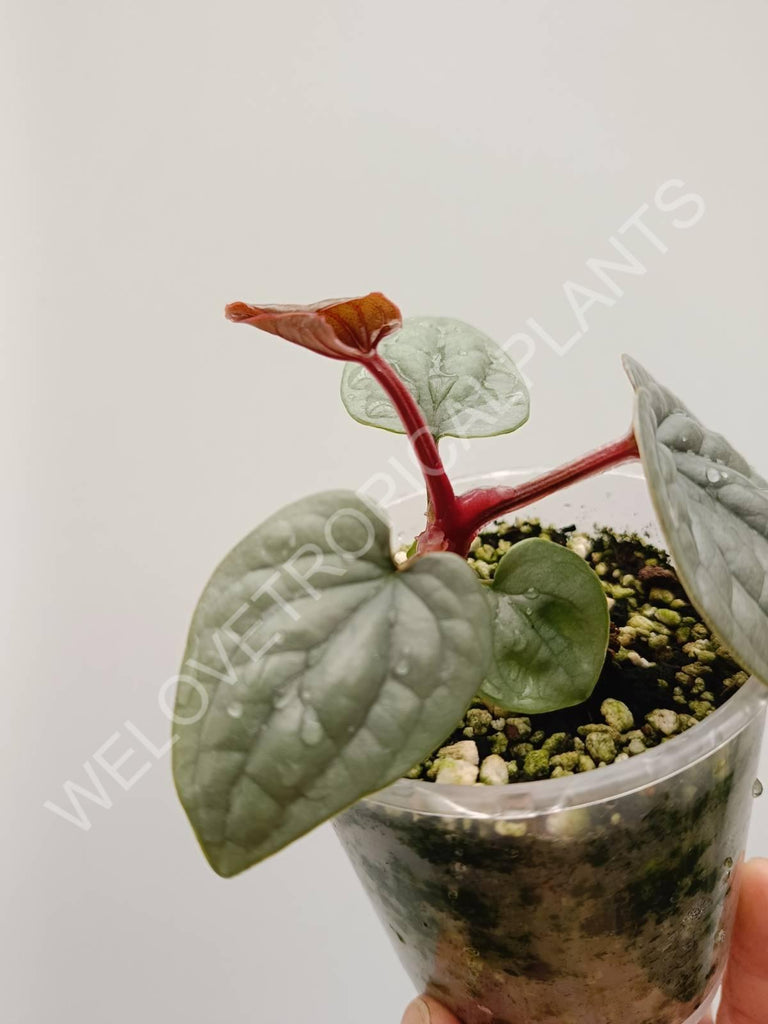 Anthurium luxurians