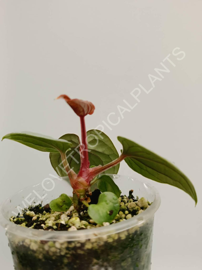 Anthurium luxurians