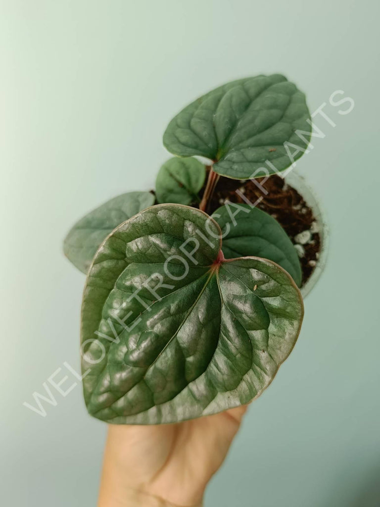 Anthurium luxurians