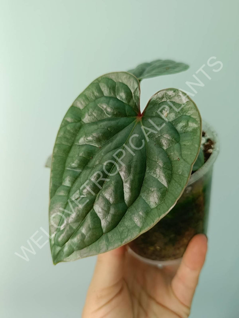 Anthurium luxurians