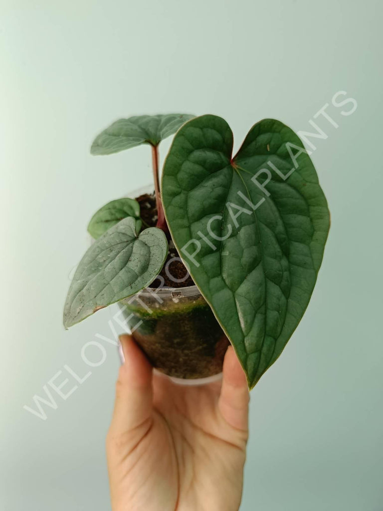 Anthurium luxurians