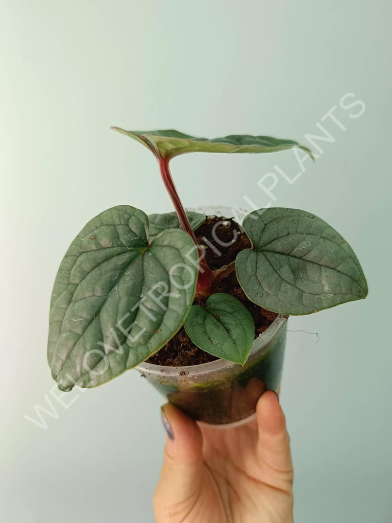 Anthurium luxurians