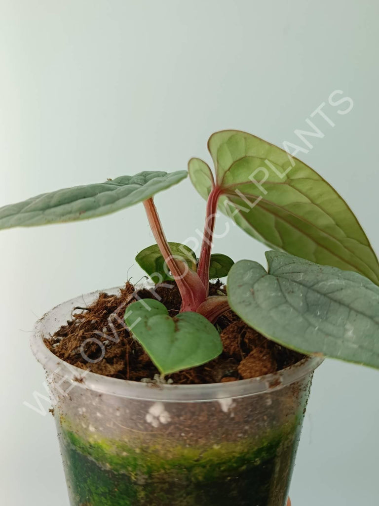 Anthurium luxurians